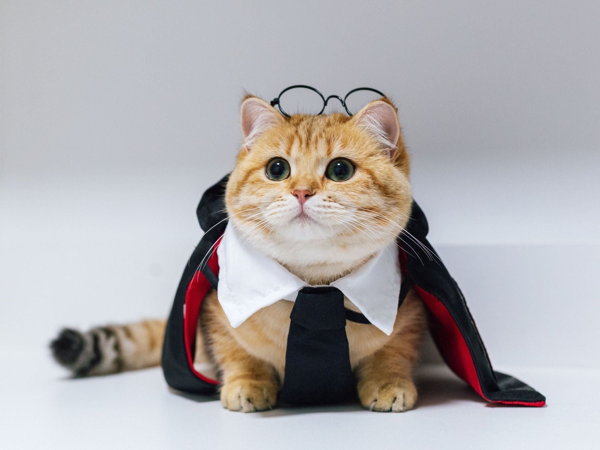 Cute cloak Halloween pet costume